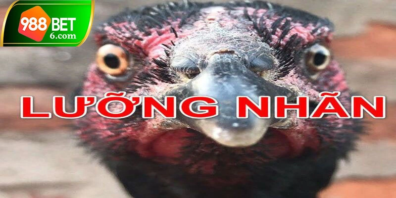 Đặc điểm của gà lưỡng nhãn