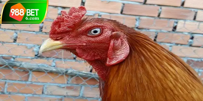 Chiến kê mắt hạt cau có khả năng chiến đấu cực tốt