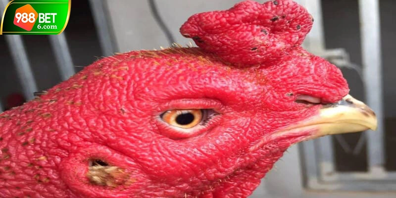 Đòn lối đặc trưng của chiến kê mắt lửa