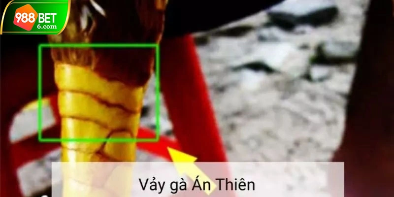 Nhận viết vảy án thiên trên chân chiến kê dễ dàng