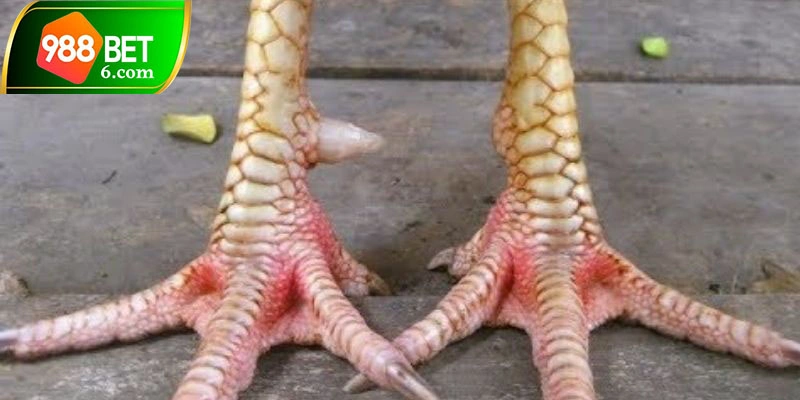 Đòn lối của chiến kê