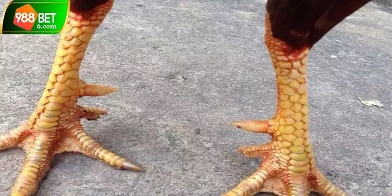 Chăm sóc khoa học để có được ứng viên bất bại